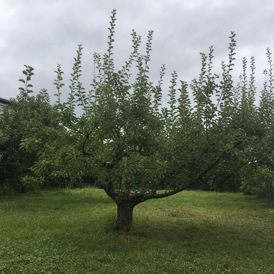 Votre plante — avant