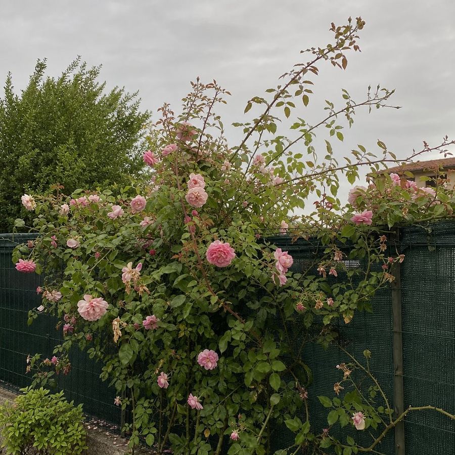 Rosier grimpant